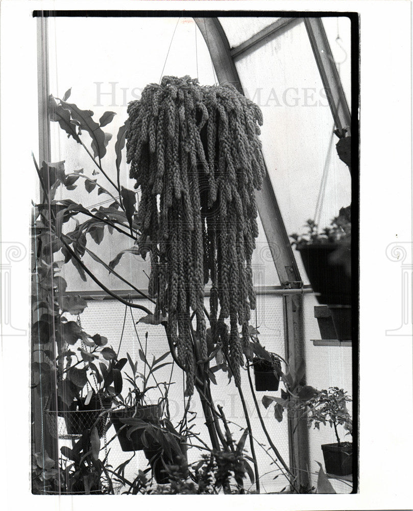 1977 Press Photo Plant - Historic Images