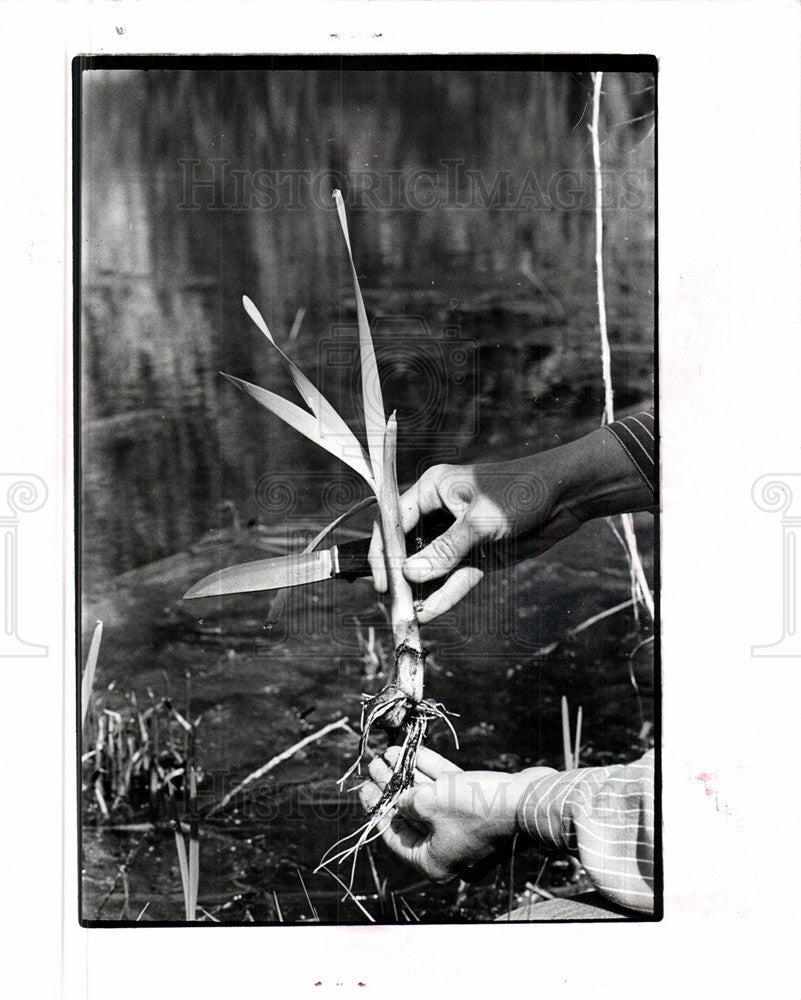 1976 Press Photo PLANTS - &quot; TYPHA (CATTAIL SHOOTS) &quot; - Historic Images