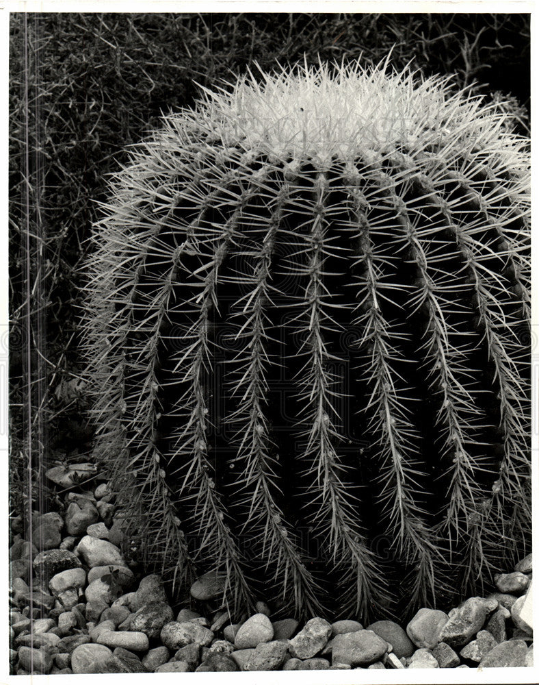 1978 Press Photo Globe Cactus Michigan Zone System - Historic Images