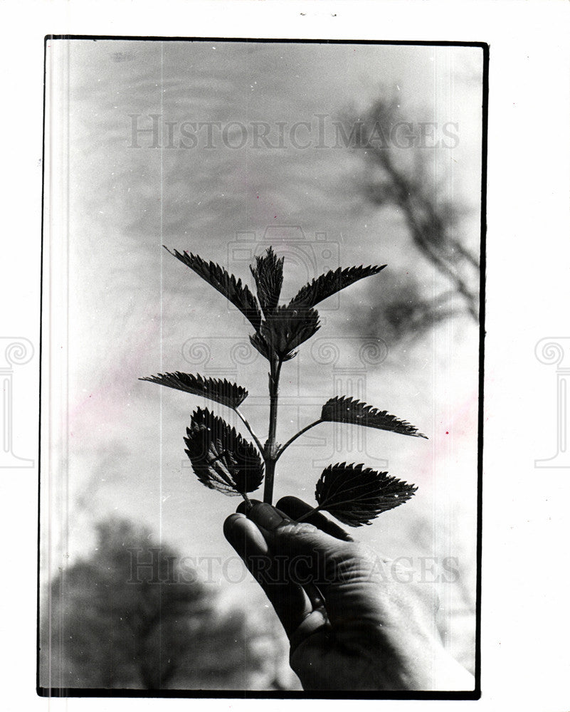 1978 Press Photo Plant - Historic Images