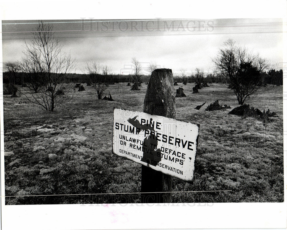 1980 Press Photo pine stump preserve - Historic Images