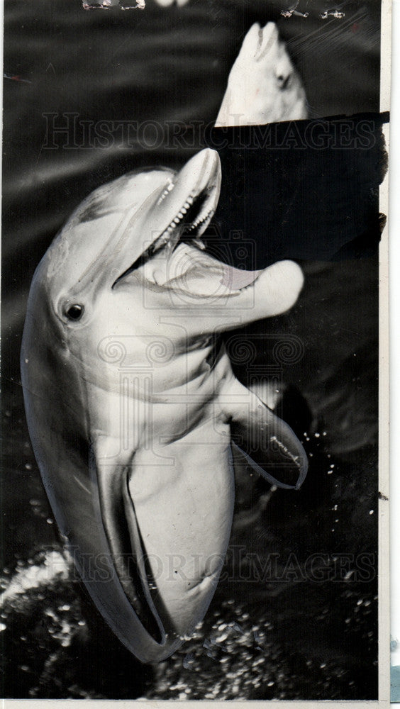 1960 Press Photo Porpoises - Historic Images