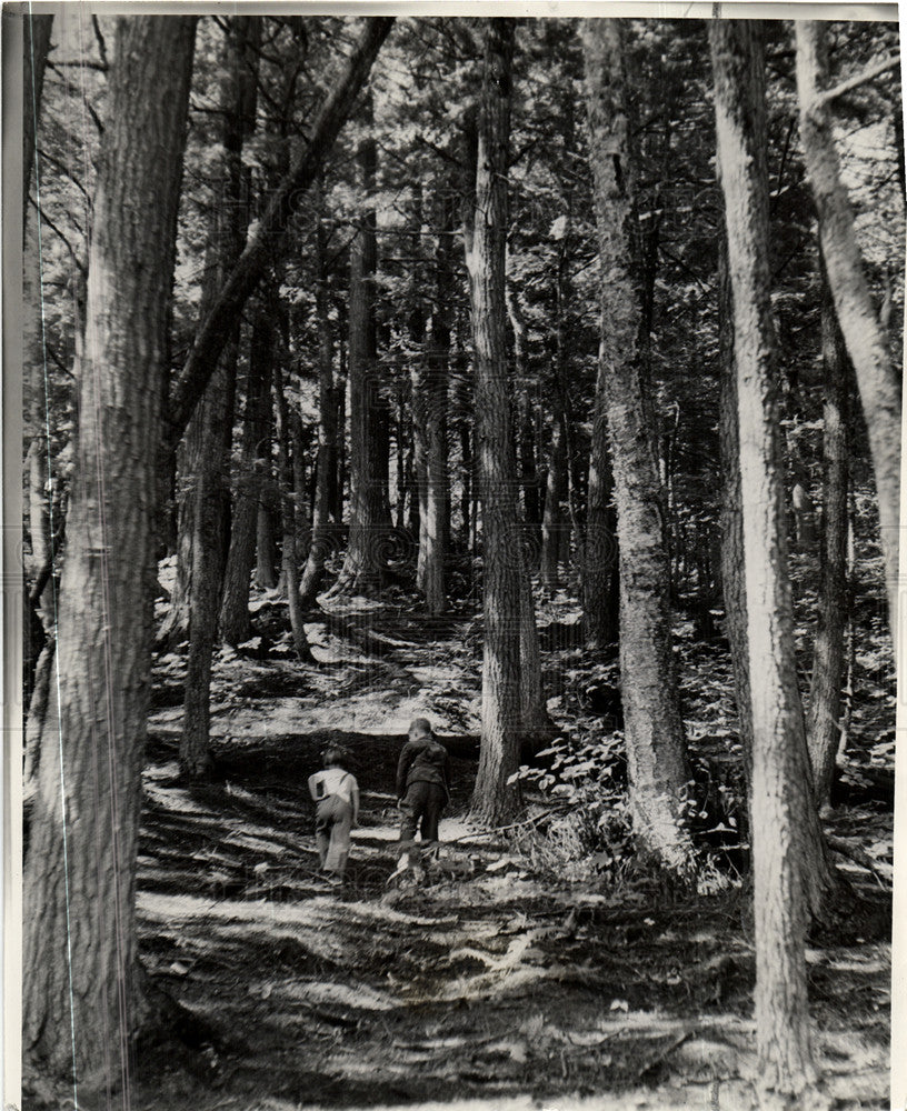 1941 Press Photo Hemlocks Porcupine Mountains hardwoods - Historic Images