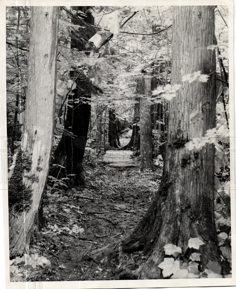 1955 Press Photo Porcupine Mountain State Park - Historic Images