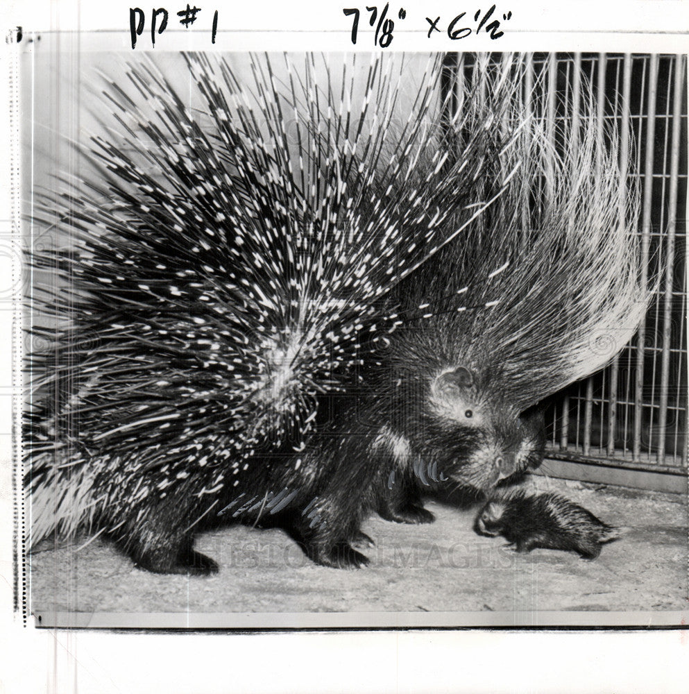 1958 Press Photo Porcupine - Historic Images