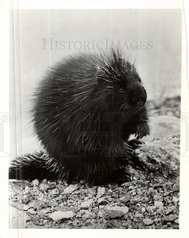 1952 Press Photo porcupine roadkill - Historic Images