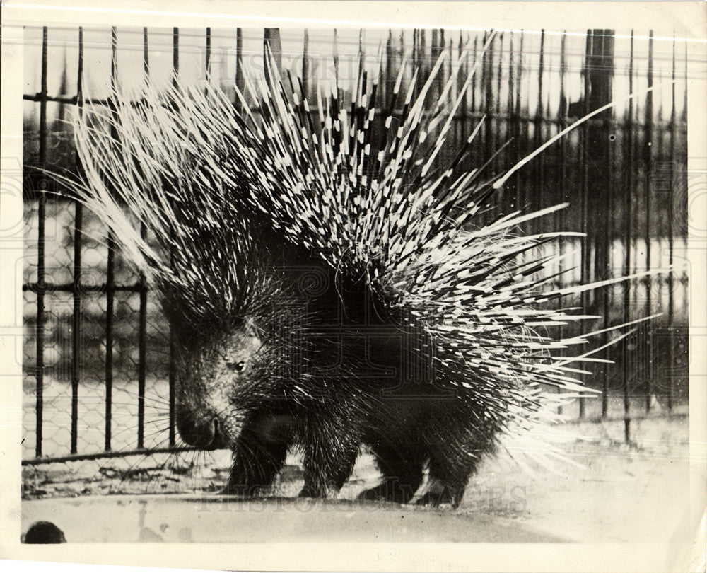 1930 Press Photo Porcupine Quill Pig - Historic Images