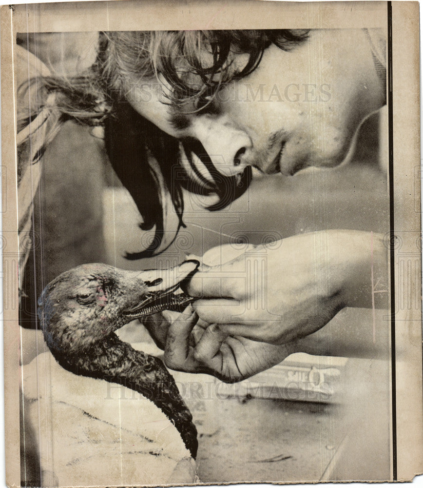 1971 Press Photo Polluition, California, Seabirds - Historic Images