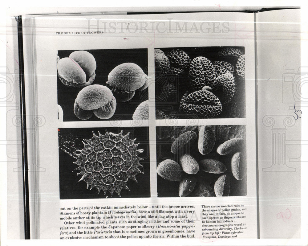 1991 Press Photo pollen war on drugs tracking illegal - Historic Images