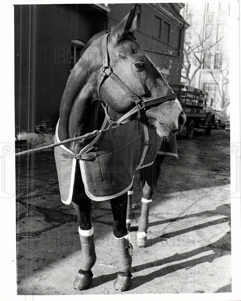 1977 Press Photo Police Mounted Division - Historic Images