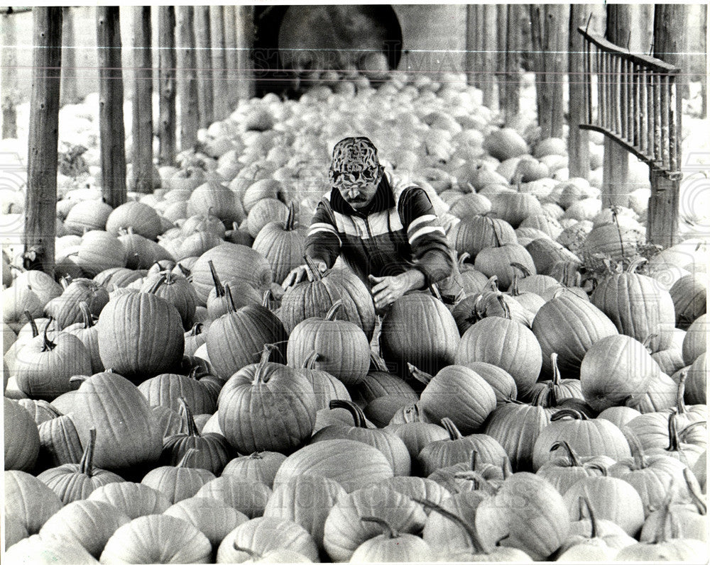 1986 Press Photo Michigan Pumpkins Smaller  Rain Rot - Historic Images