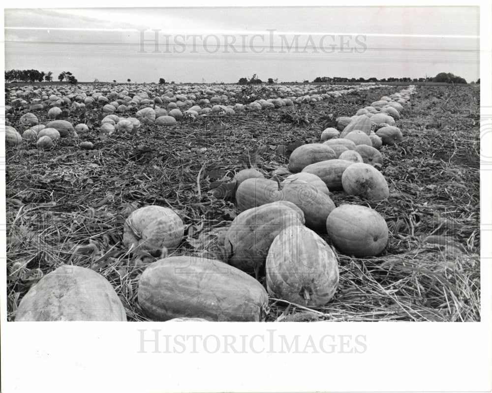 1978 Press Photo Pumpkin - Historic Images