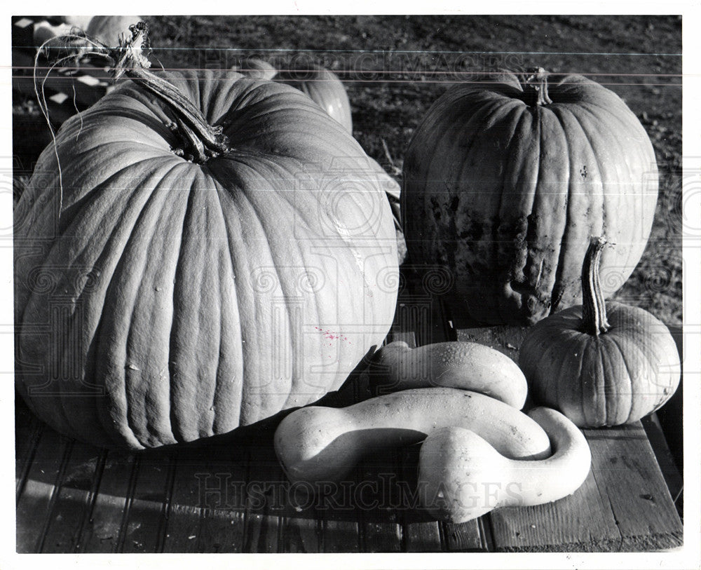 1961 Press Photo pumpkin gourd squash - Historic Images