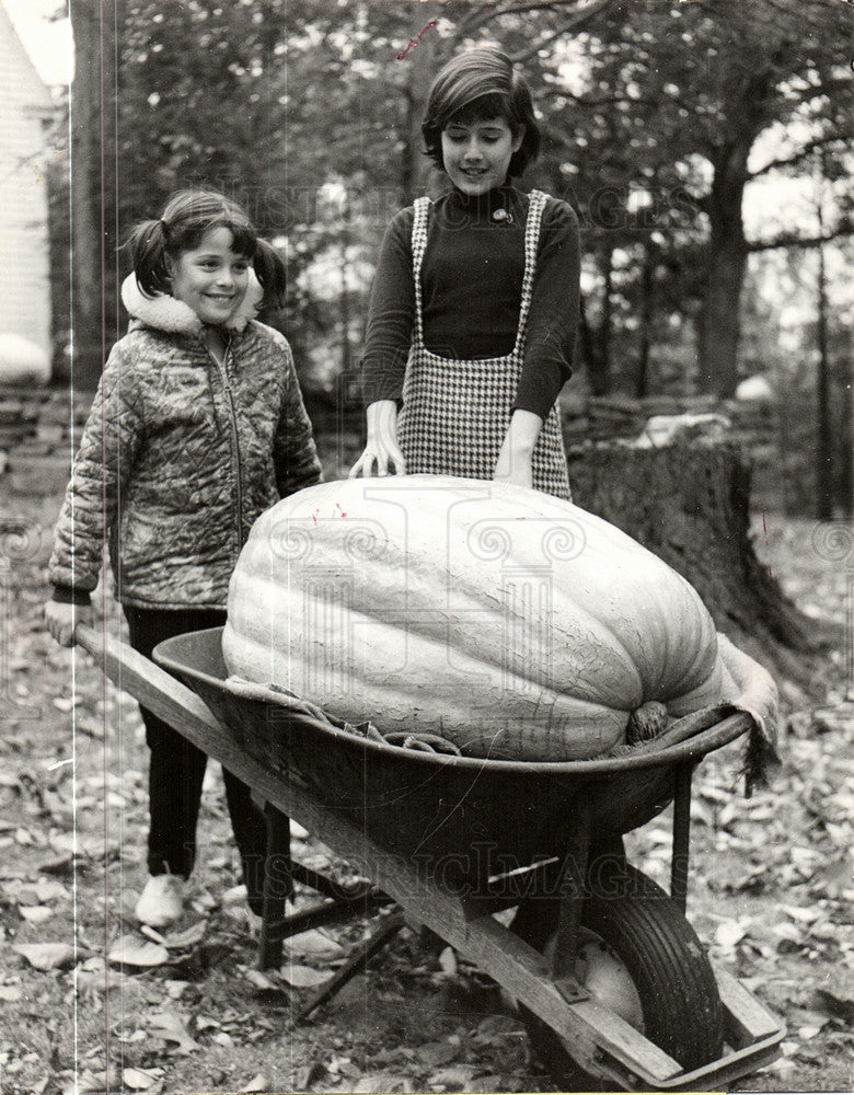 1966 Press Photo Pumpkin vegetable food nature - Historic Images