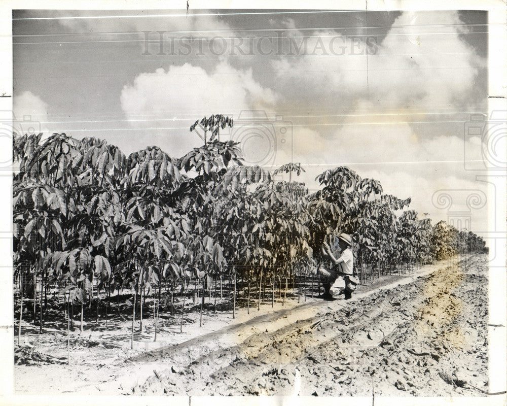 1943 Press Photo Agriculture Testing Rubber Plants - Historic Images