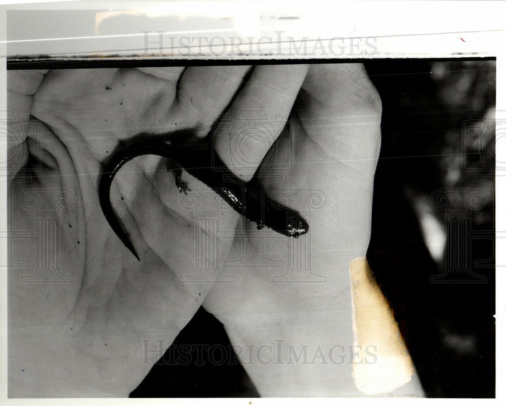 1988 Press Photo Marlene Slavin Snow Woods salamander - Historic Images
