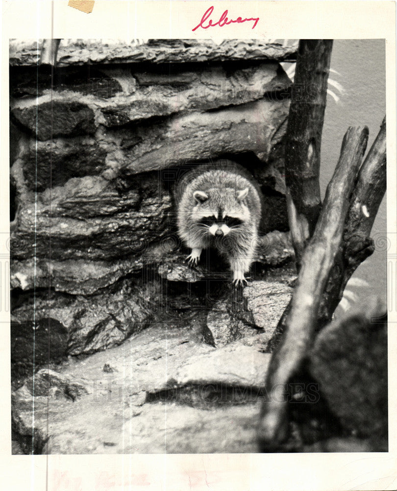 1987 Press Photo Rizzuto mitt raccoon trap visitor - Historic Images