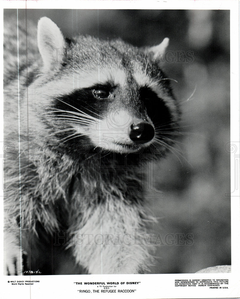 1990 Press Photo Ringo the Refugee Raccoon Disney TV - Historic Images