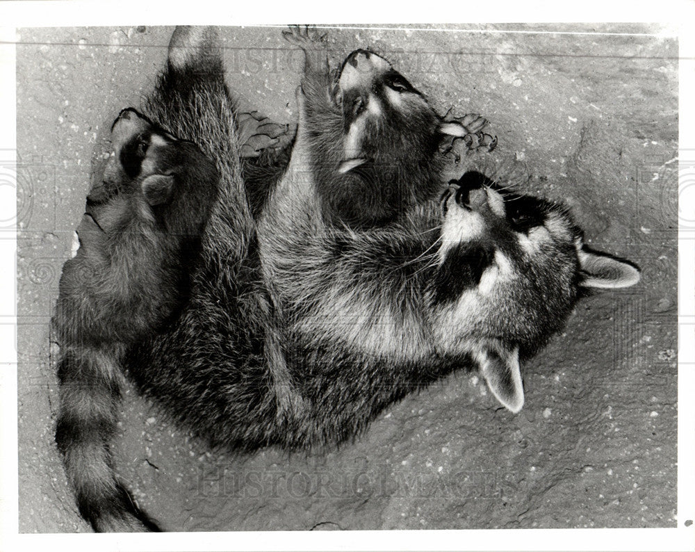 1981 Press Photo RACCOONS ARIZONA PARENTHODE GAME - Historic Images