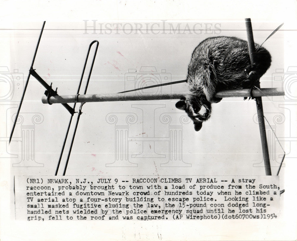 1954 Press Photo Raccoon 15-pound Animal Climbs TV - Historic Images