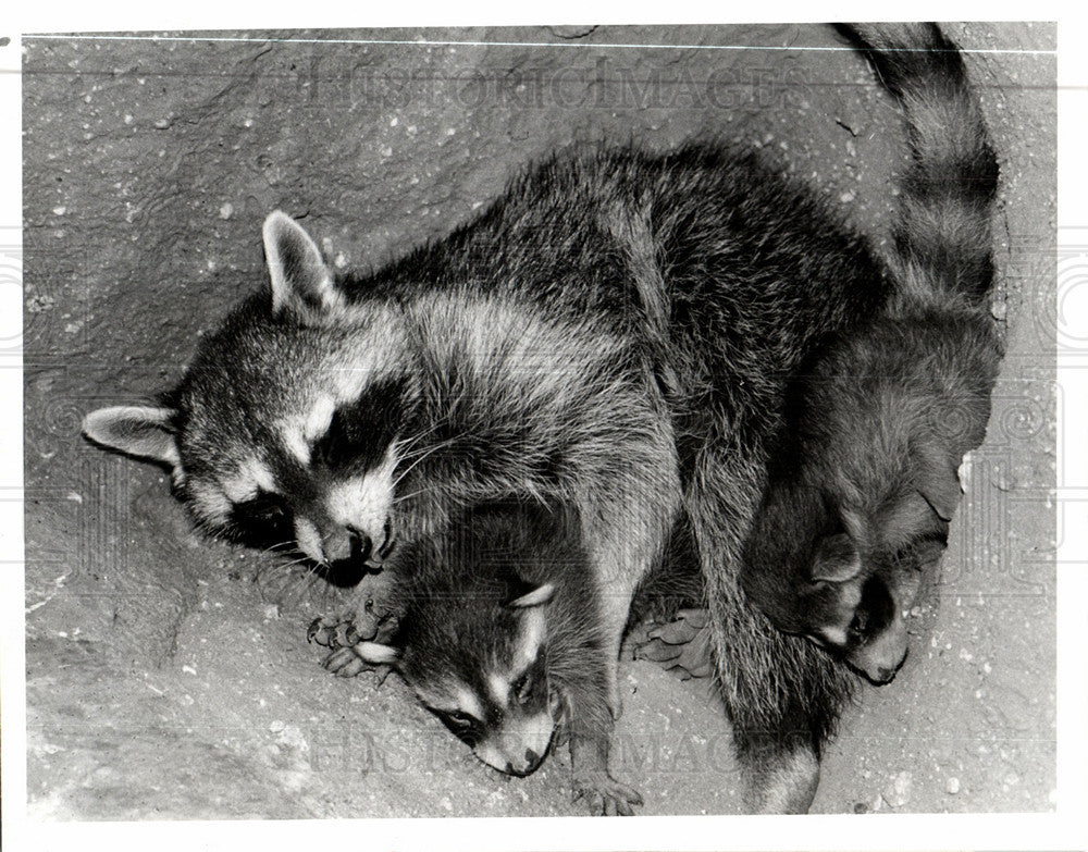 1986 Press Photo NBC TV Racoons Arizona Wildlife Babies - Historic Images