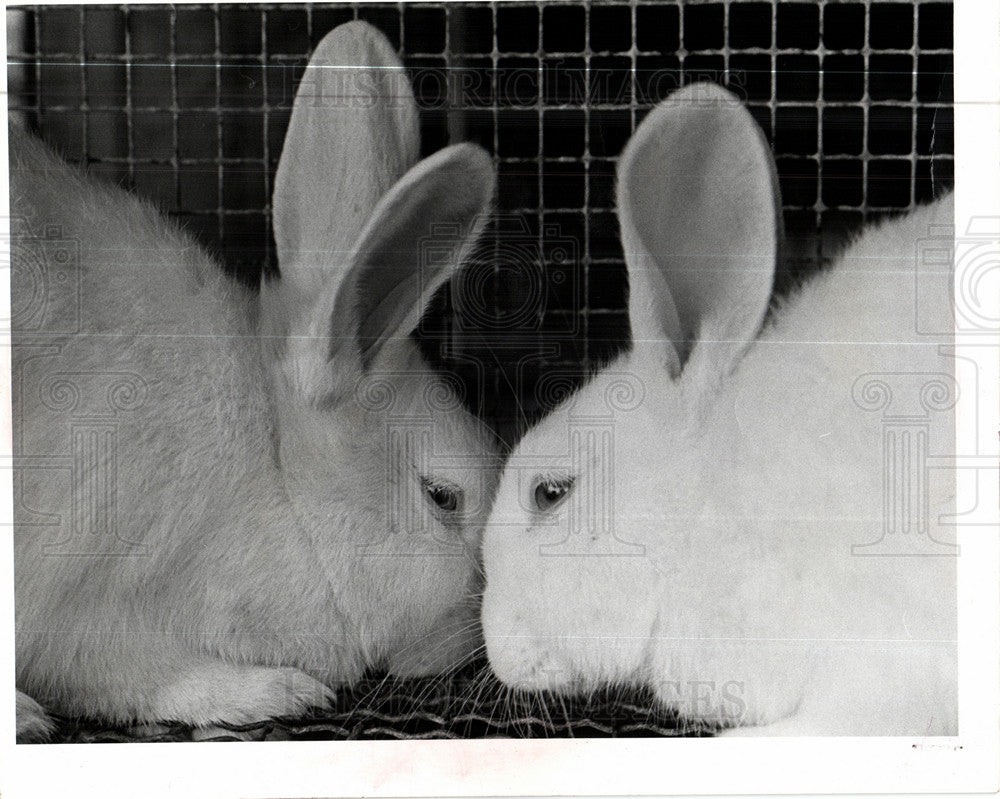1979 Press Photo animal rights activists, laboratory - Historic Images