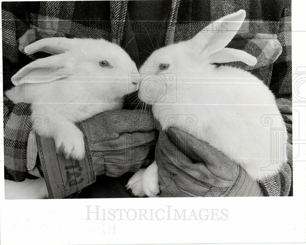 1977 Press Photo Rabbits mammals Forest Woods - Historic Images