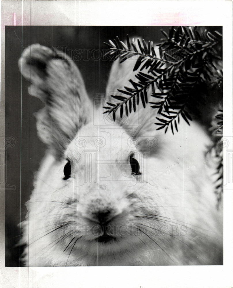 1983 Press Photo snowshoe hare rabbit - Historic Images