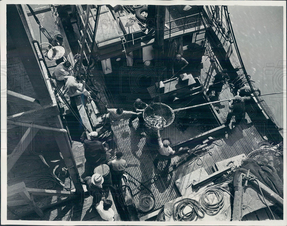 1937 Press Photo fish arehoisted to a weighing platform - Historic Images