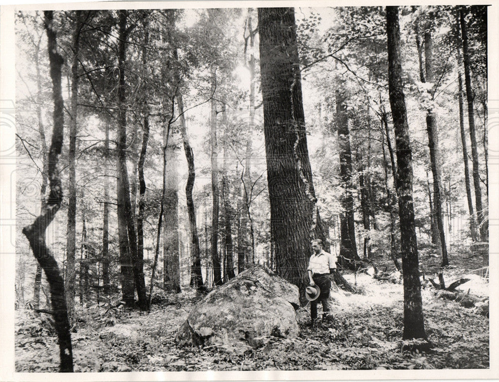 1936 Press Photo Joyce Kilmer Forest North Carolina - Historic Images