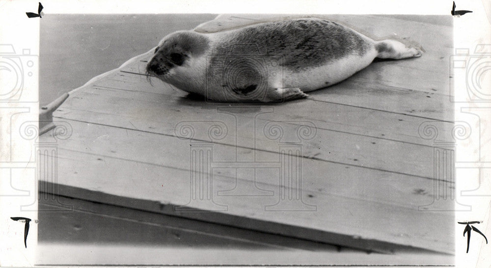 1951 Press Photo Seal Delaware River Marine Animal - Historic Images