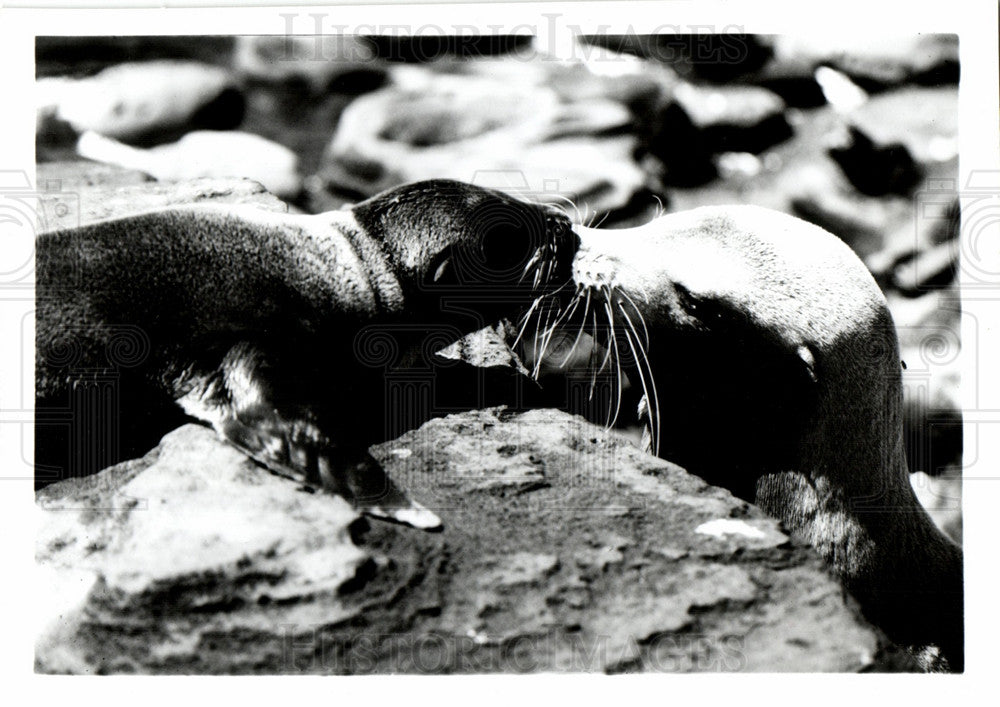 Press Photo Fur Seals Playful Rocky Raise Pups - Historic Images