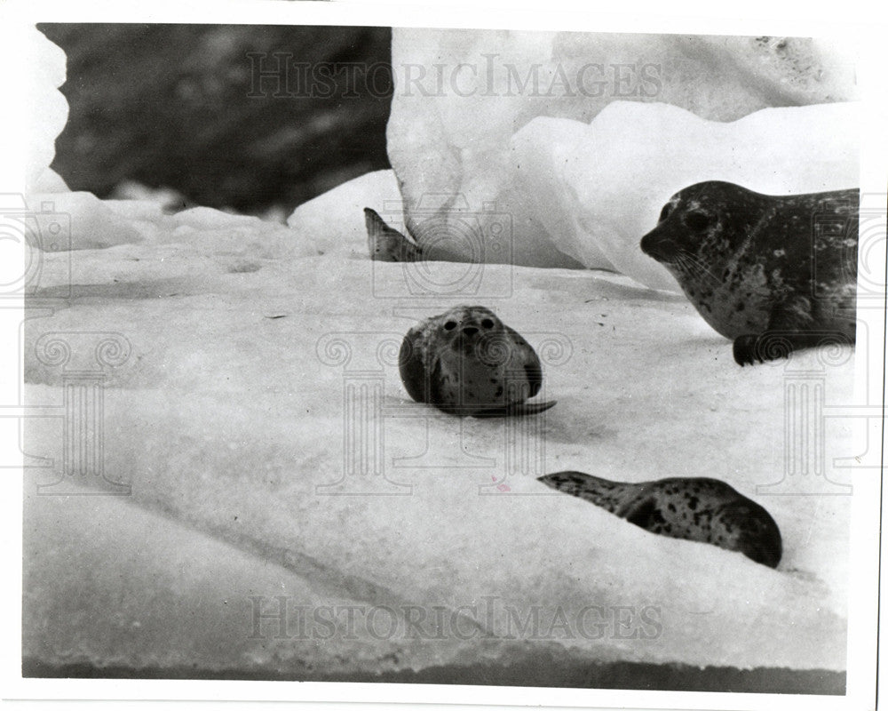 Press Photo Earless seal Mammals Pinnipedia - Historic Images