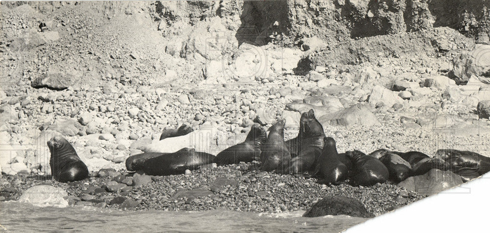 1931 Press Photo Seals, animal - Historic Images