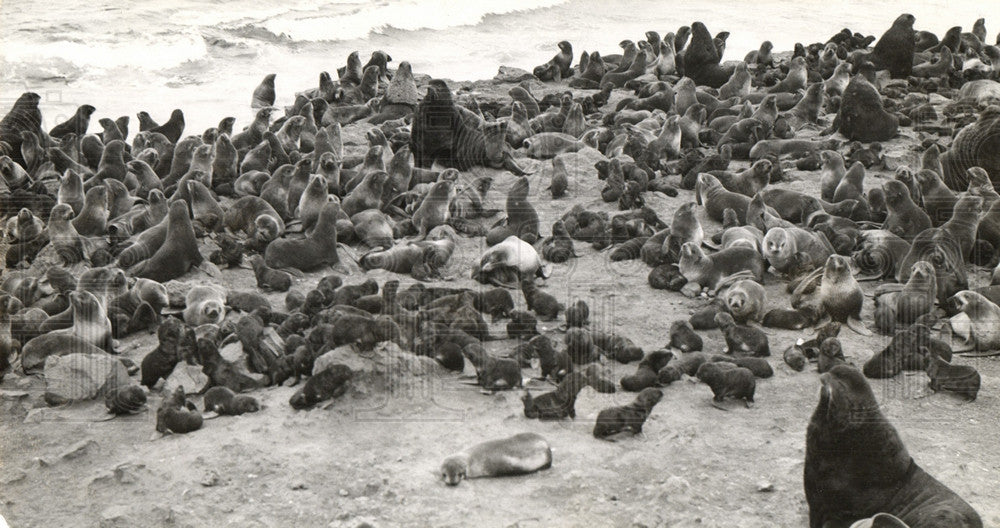 1939 Press Photo Seals Pribilof Islands Bering Sea - Historic Images