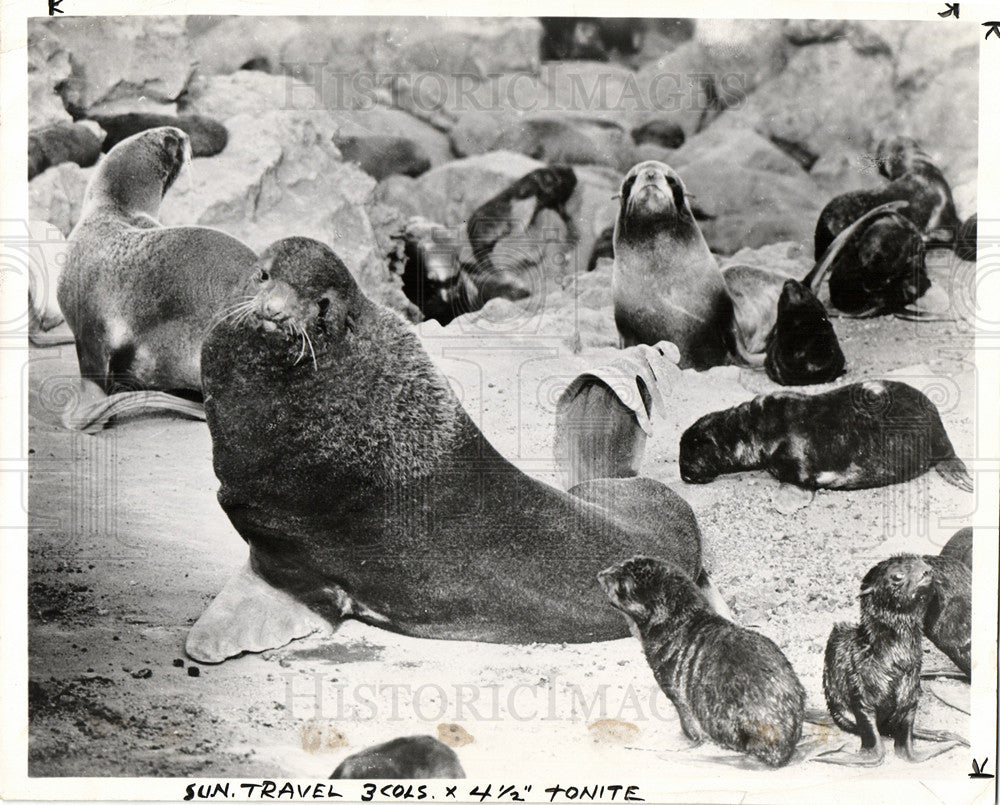 1958 Press Photo Seals Marine Animal Ocean Baby Seal - Historic Images