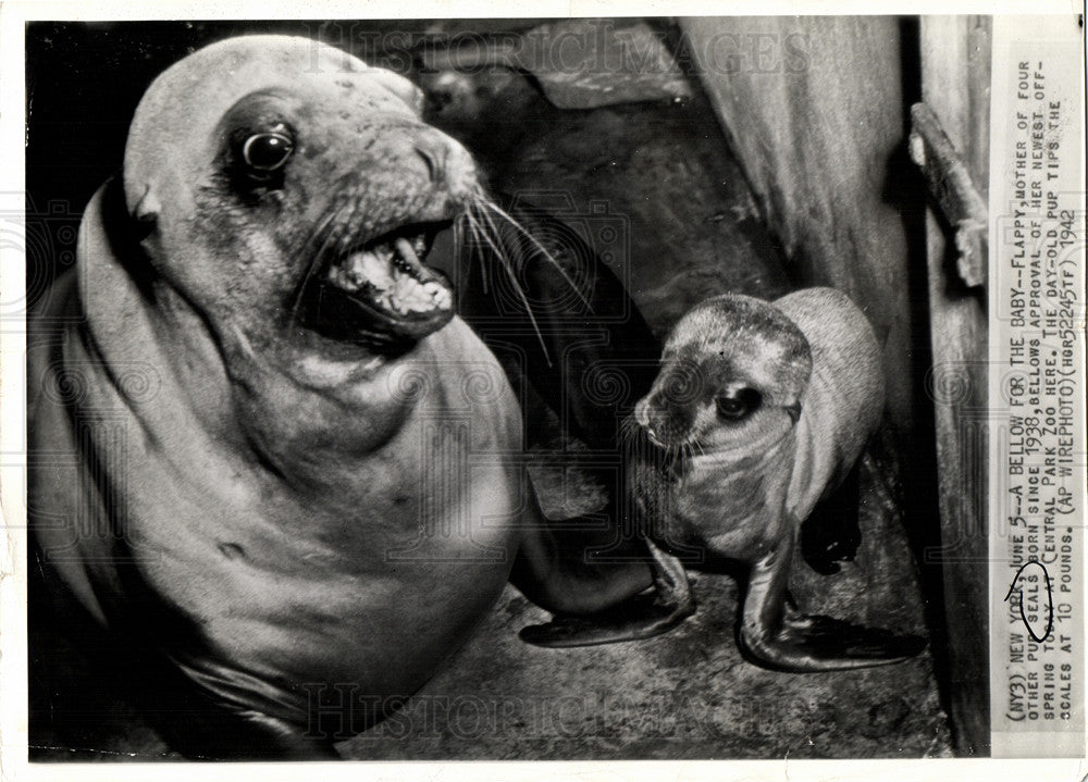 1942 Press Photo Flappy seal offpsring Central Park Zoo - Historic Images