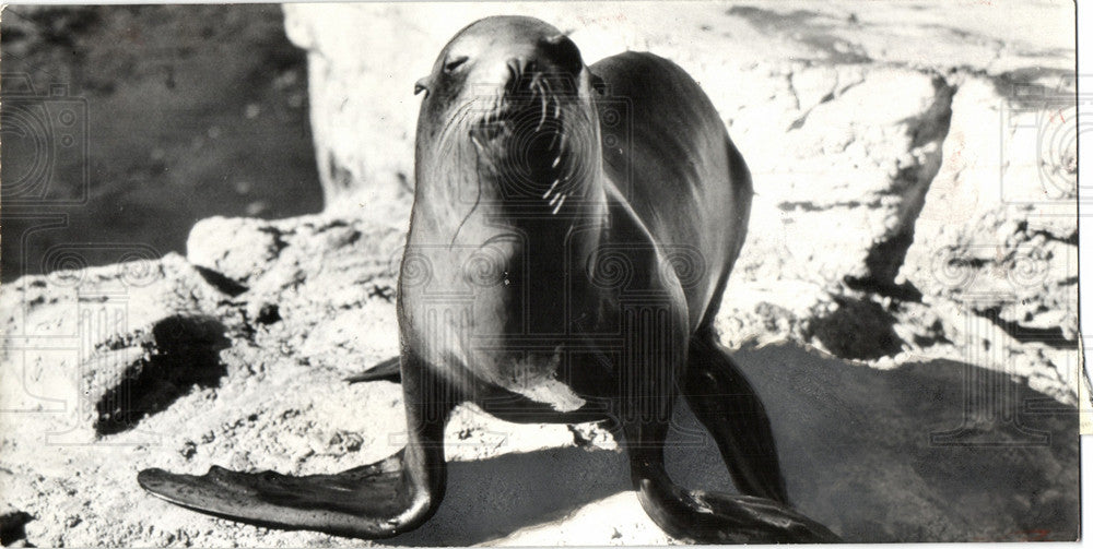 1958 Press Photo Sea Lion - Historic Images