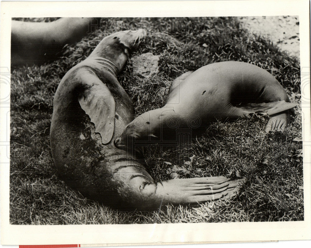 1931 Press Photo sea lions animal photograph babies - Historic Images