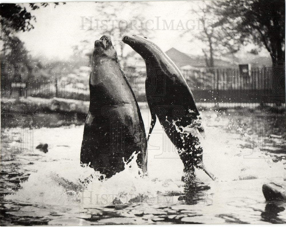 1933 Press Photo sea lion - Historic Images