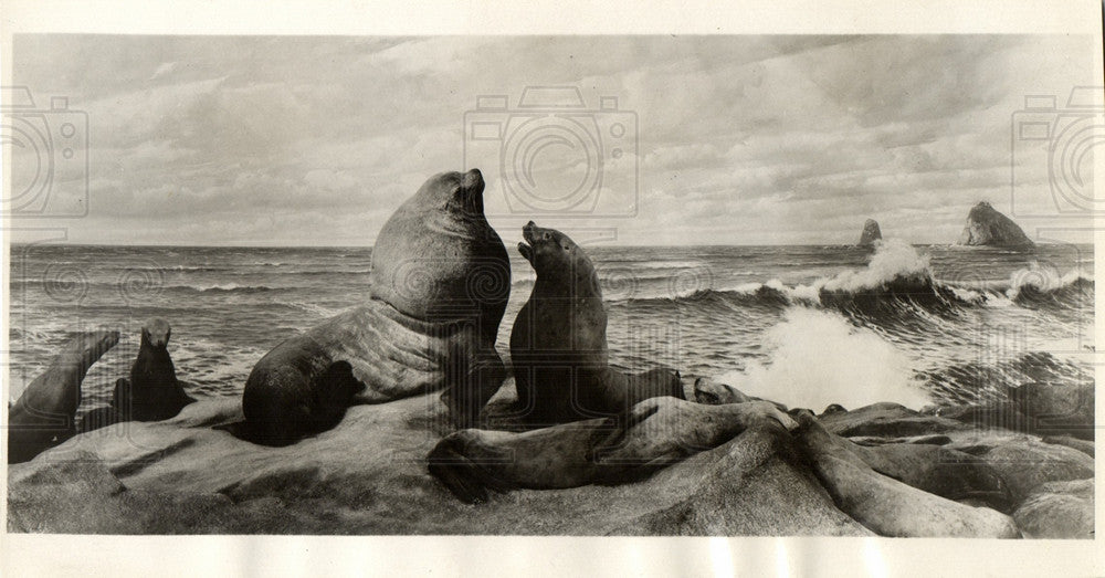 1931 Press Photo Northern sea Lions field museum - Historic Images