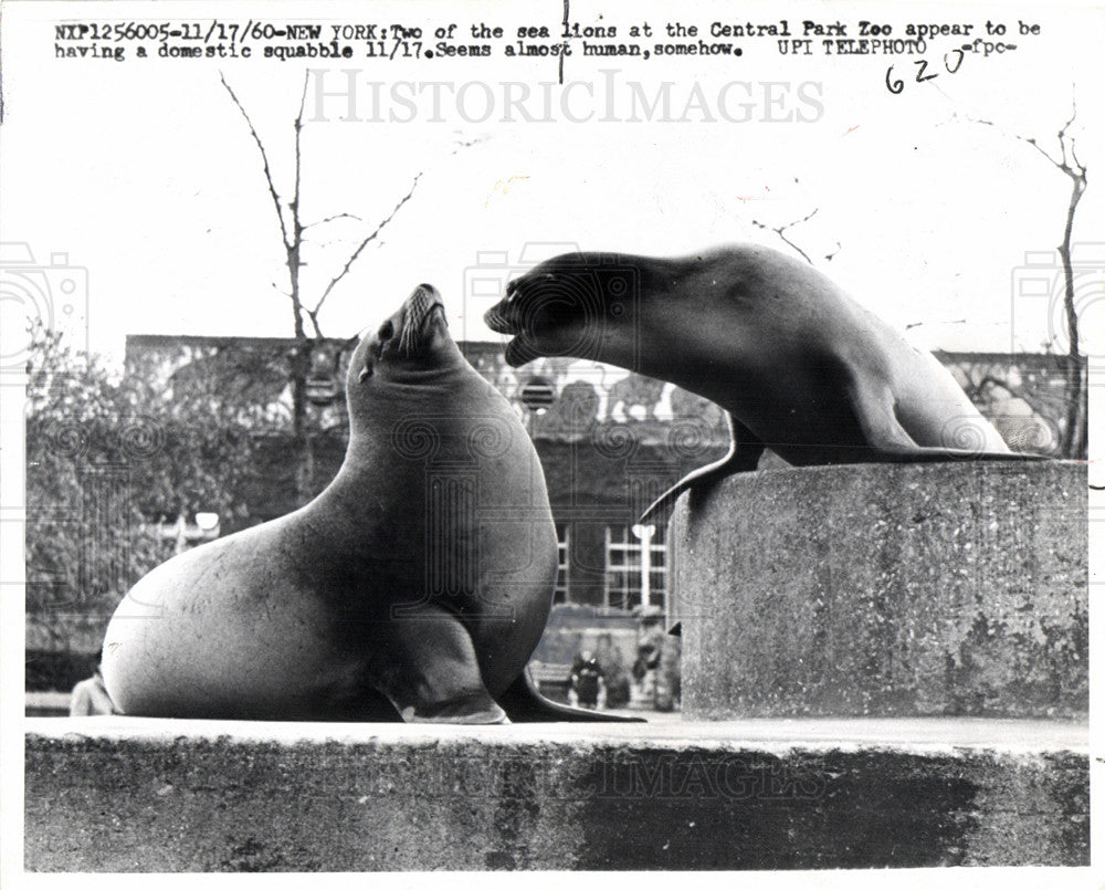 1960 Press Photo sea lions Central Park Zoo New York - Historic Images