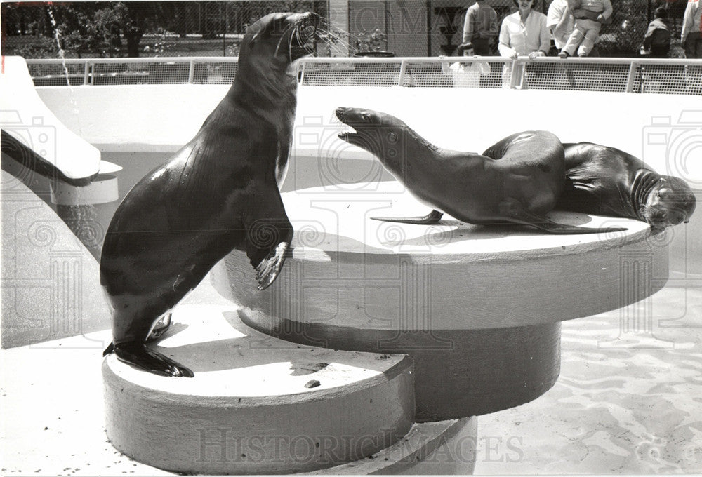 1960 Press Photo seal, old man of the sea, pups, sun - Historic Images