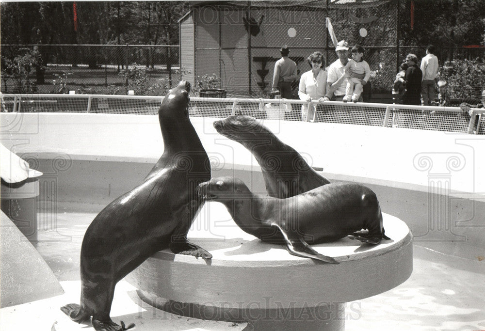 1960 Press Photo Sea Lion - Historic Images