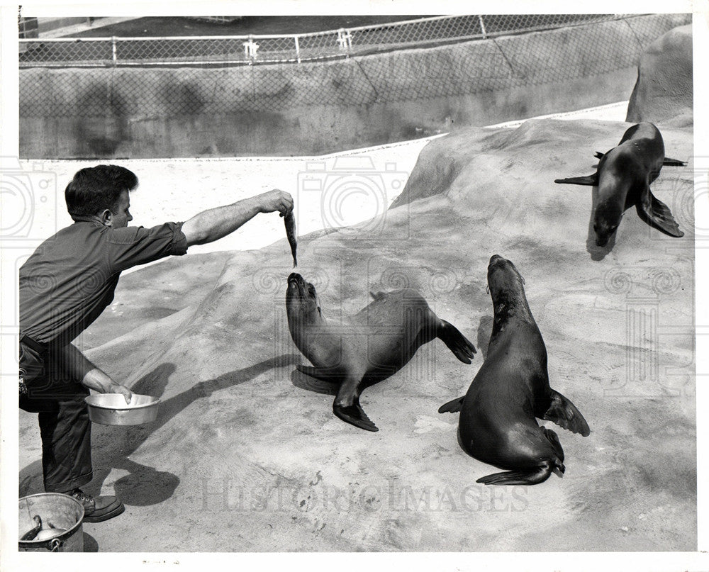 1960 Press Photo Sea Lions John Ball Zoo Grand Rapids - Historic Images