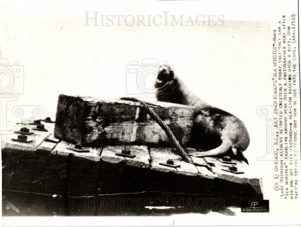 1935 Press Photo Sea Lion Chicago sea monster 1935 - Historic Images