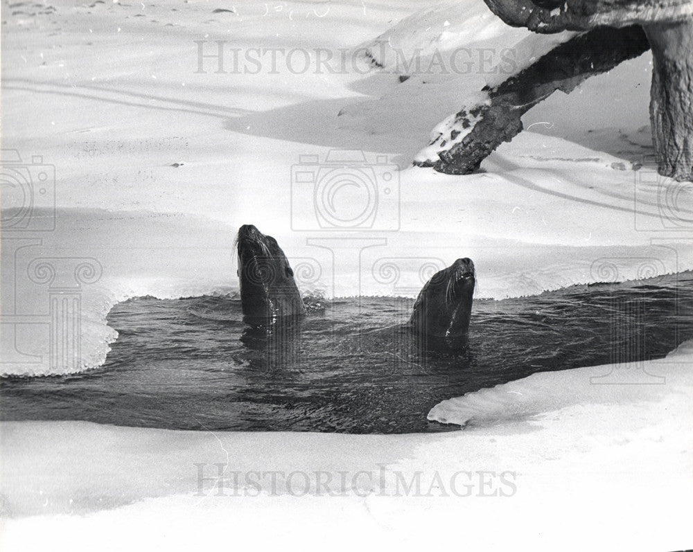 1970 Press Photo sea lions 1970s nature research - Historic Images