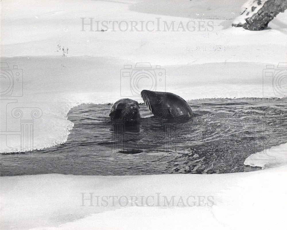 1970 Press Photo sea lions 1970s nature research - Historic Images