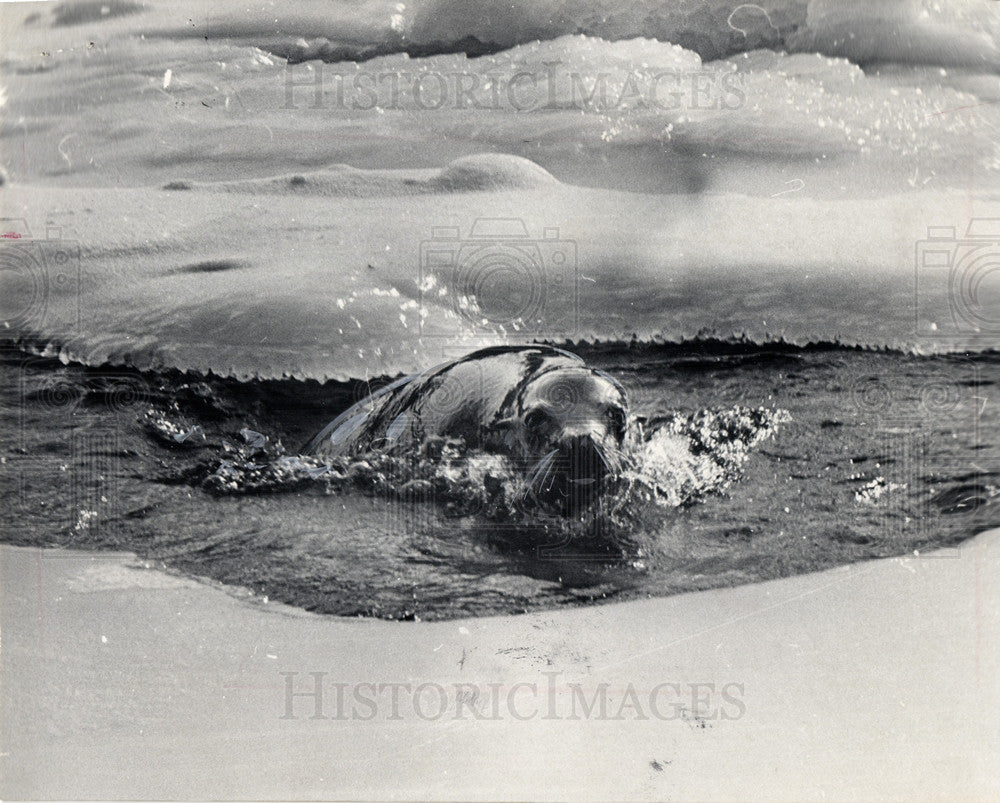 1979 Press Photo Sea lion winter cold - Historic Images