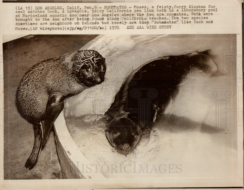 1976 Press Photo Los Angeles Marineland Seal Sea Lion - Historic Images